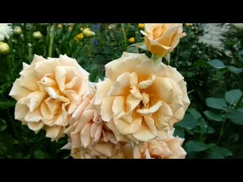 Видео: Розы флорибунды моя коллекция. Обзор  30 сортов к заказам.