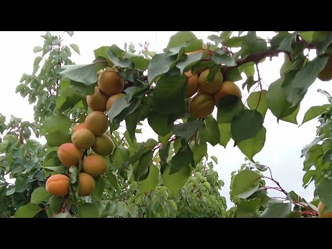 Видео: Киргизия. Каджи-Сай .Южное побережье озера Иссык-куль