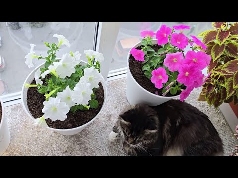 Видео: Чтобы петуния была пышной ОСНОВНЫЕ ПРАВИЛА ВЫРАЩИВАНИЯ петунии на балконе