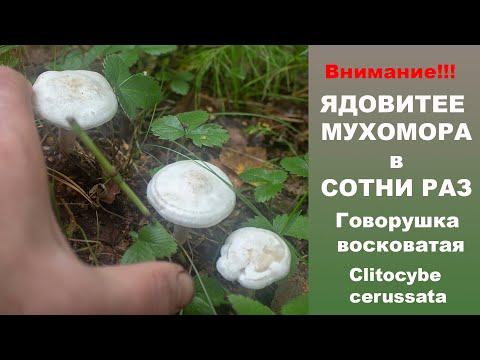 Видео: Ядовитее мухомора в сотни раз!!! Говорушка восковатая - Clitocybe cerussata