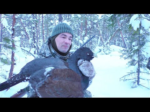 Видео: ОХОТА НА ГЛУХАРЯ С МЕЛКАШКОЙ / ЗАКРЫВАЮ ДЕСЯТУЮ ЛИЦЕНЗИЮ ТОЧНЫМ ВЫСТРЕЛОМ.