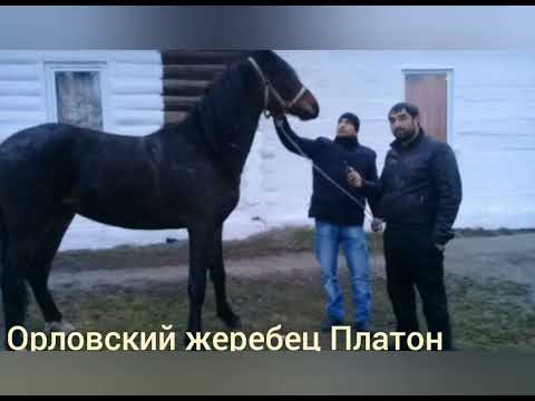 Видео: Орловские лошади