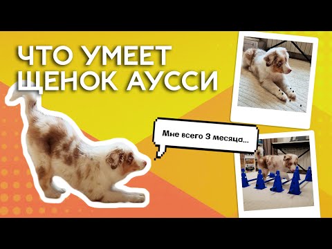 Видео: Аусси - умная ли собака? | 50+ команд в 3 месяца