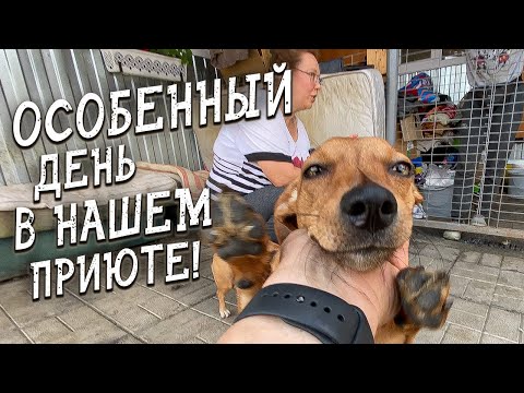 Видео: Спасение животных / 1 день / 2 шанса