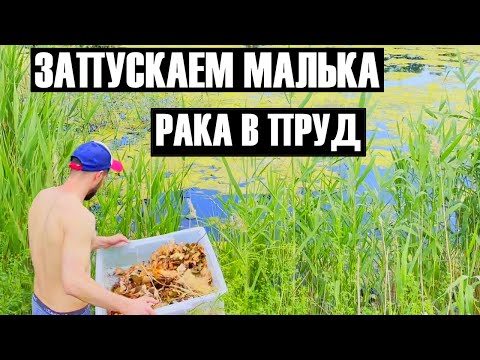 Видео: ЗАПУСКАЕМ МАЛЬКА В ПРУД.МЫ ВЕРНУЛИСЬ.ИТОГИ ПРОШЛОГО ГОДА