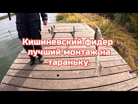 Видео: Кишиневский фидер ,лучший монтаж на тарань .рДнестр 42 км.
