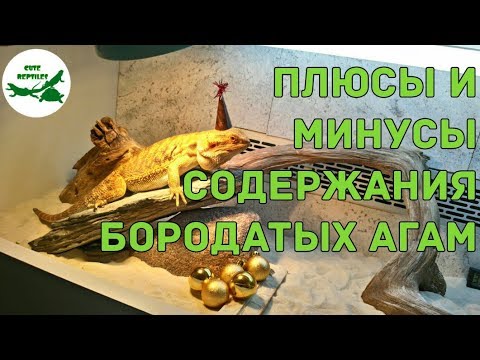 Видео: плюсы и минусы содержания бородатых агам