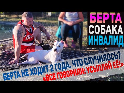 Видео: Как Берта стала инвалидом? Может ли поправиться? Полная история. У нас в гостях канал Амстафф Берта