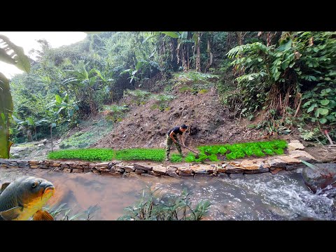 Видео: Постройте новый органический огород. Посадите больше баклажанов и папайи - Mountain Life.