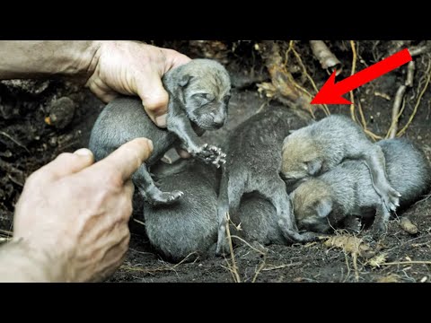 Видео: Рядом с ПОДСТРЕЛЕННОЙ волчицей скулили МАЛЕНЬКИЕ ВОЛЧАТА. Они тыкались мордочками в бездыханную мать