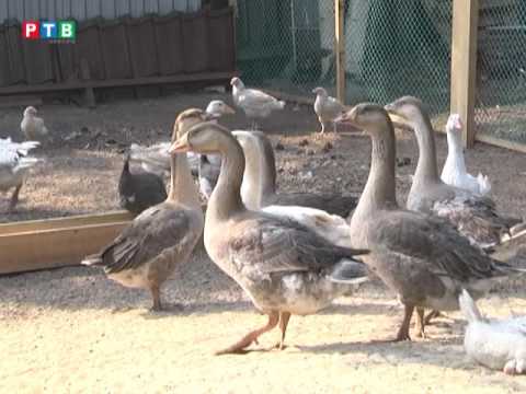 Видео: КРЕСТЬЯНСКО-ФЕРМЕРСКОЕ ХОЗЯЙСТВО В РАДУЖНОМ