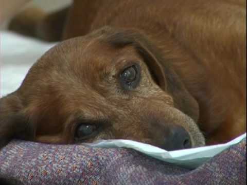 Видео: "Просто собака". Выпуск о том, как ухаживать за пожилыми собаками.