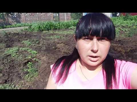 Видео: Трактор утонул☆ Будни доярочки