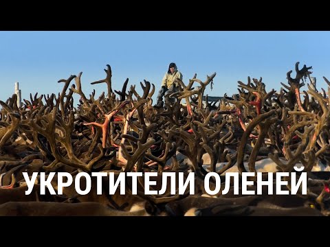 Видео: Укротители оленей. (Осторожно, в фильме есть жесткие кадры)
