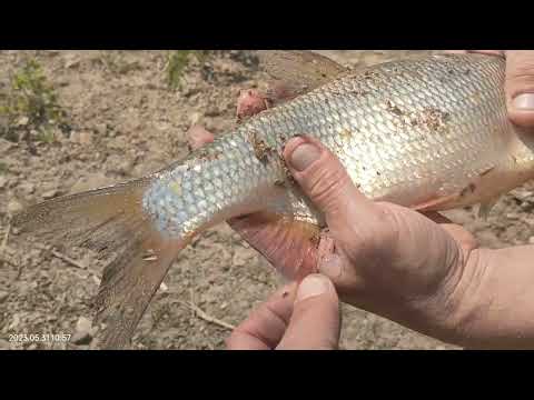 Видео: 31 мая 2023 г.