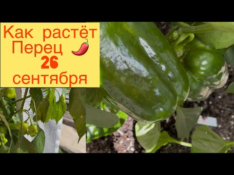 Видео: КАК РАСТЁТ ПЕРЕЦ 🌶️ НА 26 СЕНТЯБРЯ 👩‍🌾🌶️