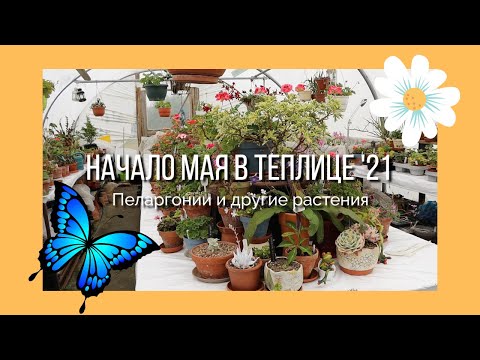 Видео: Начало мая в теплице '21. Пеларгонии и другие растения.