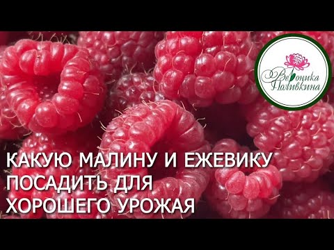 Видео: ВЫБИРАЕМ МАЛИНУ И ЕЖЕВИКУ ДЛЯ САДА