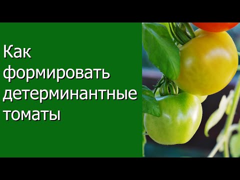 Видео: Как формировать детерминантные томаты