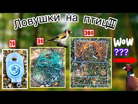 Видео: Ловушки на птиц. Обзор на ловушки на птиц. Ценовые категории для разнообразный ловушек на птиц