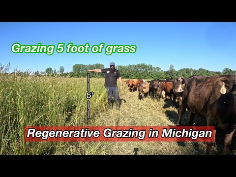 Видео: Выпас высокой травы