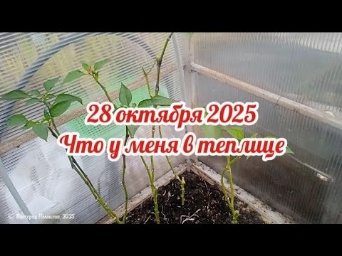 Видео: Моя теплица на 28 октября 2025, Пензенская обл