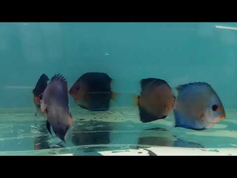 Видео: Гексамитоз.