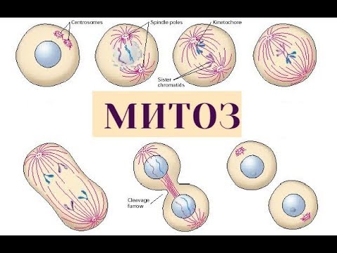 Видео: ТАЙНЫ МИТОЗА ЗА 3 МИНУТЫ | ЕГЭ Биология