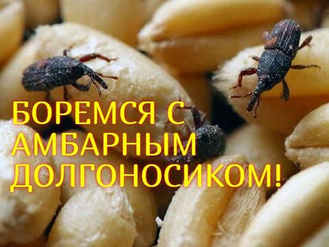 Видео: КАК ИЗБАВИТЬСЯ ОТ АМБАРНОГО ДОЛГОНОСИКА//ПОДГОТОВКА ЗЕРНОХРАНИЛИЩА//МОЯ ЛЮБИМАЯ УСАДЬБА