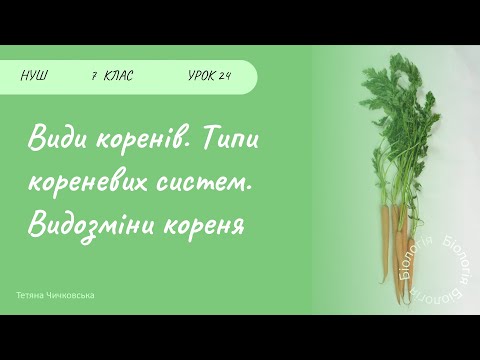 Видео: Види коренів, типи кореневих систем. Видозміни коренів
