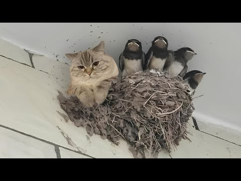 Видео: Природа сказала: «Нет правил», и кот согласился 🐱 Смешные видео с кошками 2025 года