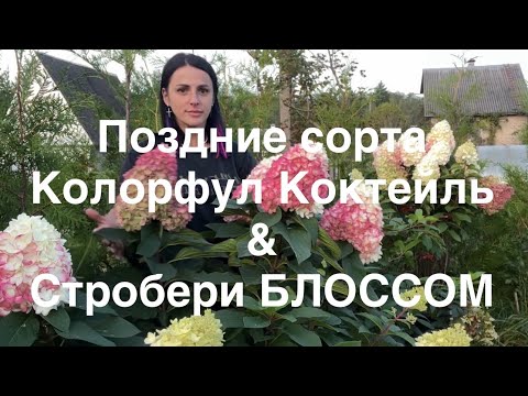 Видео: Новинки гортензии 2023г. Коллорфул Коктейль и Стробери БЛОССОМ на 14.09.2024г