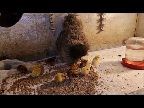 Видео: чему быть тому не миновать 🤷‍♂️