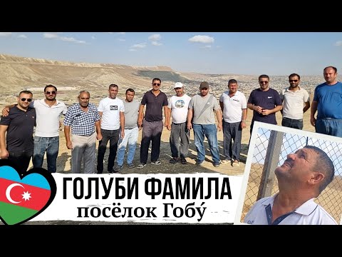 Видео: Последний участник СОРЕВНОВАНИЙ в этом году❗️Фамил из посёлка Гобу | Клуб бакинских голубей 2025г.