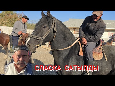 Видео: ПОЛЬША  САТЫЛДЫ  Ноокат ЖЫЛКЫ Базары  Адыл ава Жарды сооданы 
