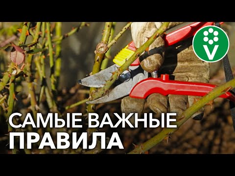 Видео: КАК ПРАВИЛЬНО ОБРЕЗАТЬ РОЗЫ ОСЕНЬЮ?