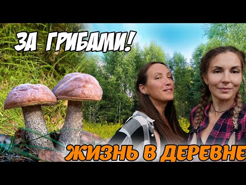 Видео: КРАСИВЫЙ ЛЕС И МНОГО ГРИБОВ! Прелести жизни в деревни. Тихая охота 2024!