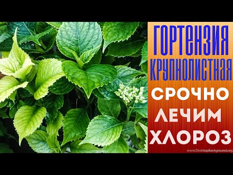 Видео: Гортензия крупнолистная. Срочно лечим хлороз.