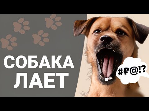 Видео: 🐶Почему СОБАКА ЛАЕТ? Виды лая у собаки 🐩Как отучить лаять на прохожих?🐾