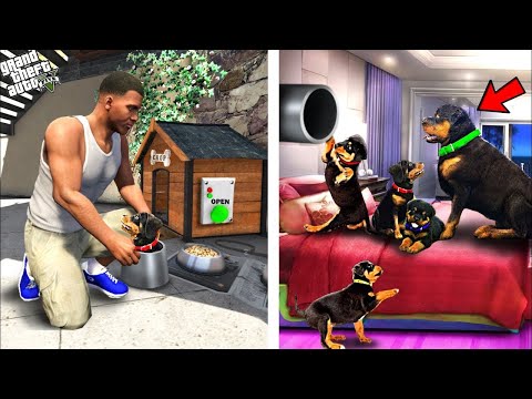 Видео: ФРАНКЛИН ЧОПТЫҢ ҚҰПИЯ ҮЙІНДЕГІ КҮШІКТЕРДІ ТАПТЫ (GTA V)