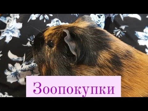 Видео: ||Зоо покупки|| Покупаю новый корм|| Иду в зоомагазину|