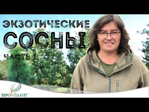 Видео: Экзотические сосны. Часть 1. Сосна гималайская и сосна Шверина