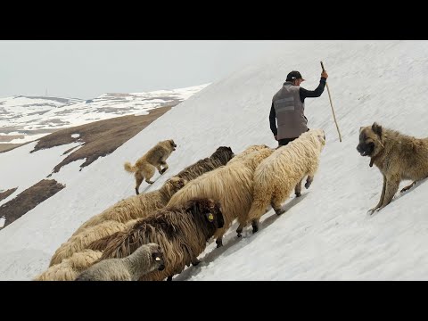 Видео: Путешествие на вершины Халкомаса | Документальный