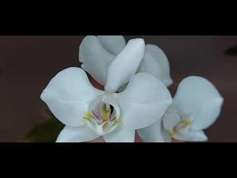 Видео: Цветение Ph. aphrodite (Aparri).