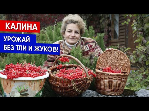Видео: КАЛИНА - урожай без тли и жуков!