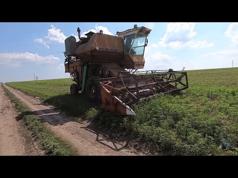 Видео: Уборка озимого гороха 2021 так и не началась - отказало рулевое .