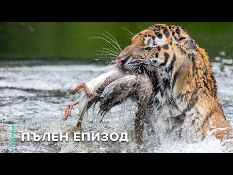 Видео: Живата мрежа на саваната | Звезди на дивата природа 105