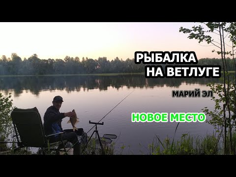 Видео: ФИДЕРНАЯ РЫБАЛКА 2021 В НАЧАЛЕ ИЮНЯ НА РЕКЕ ВЕТЛУГА  КЛЁВ ГУСТЕРЫ