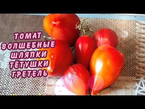 Видео: Обзор сорта - Волшебные шляпки тётушки Гретель 