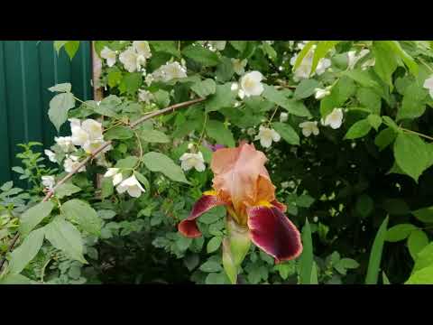 Видео: Земна краса